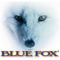 BLUE FOX